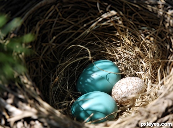 Community Nest?